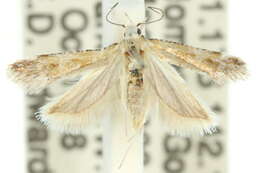 Image of Pexicopia catharia Common 1958