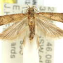 Image of Pexicopia epactaea Meyrick 1904