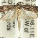 Image of Macracaena adela Common 1958