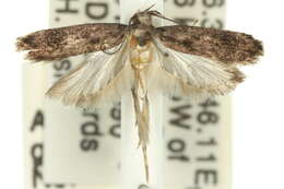 Image of Macracaena adela Common 1958