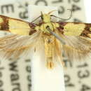 Image of Decatopseustis xanthastis Lower 1896