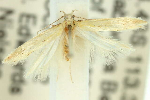 Image of angoumois grain moth