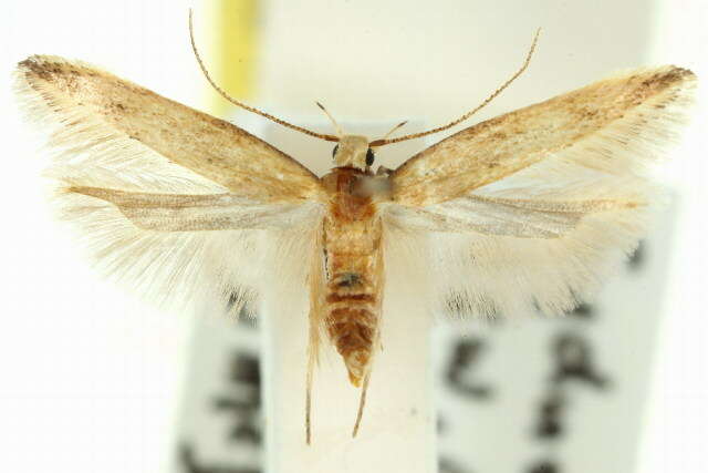 Image of angoumois grain moth