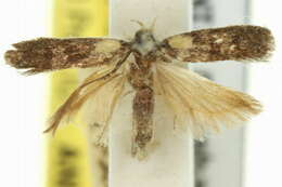 Image of Ardozyga exarista