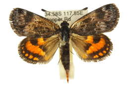 Image of Synemon notha Westwood 1877