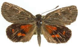 Image of Synemon nupta Westwood 1877