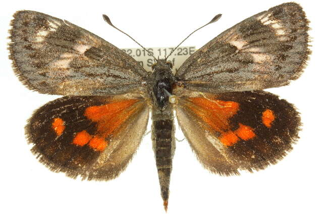 Image of Synemon nupta Westwood 1877