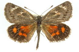 Image of Synemon nupta Westwood 1877