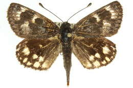 Image of Synemon leucospila Meyrick 1891