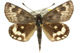 Image of Synemon leucospila Meyrick 1891