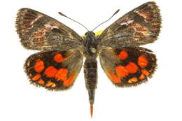 Image of Synemon catocaloides Walker 1864