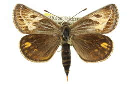 Image of Castniidae