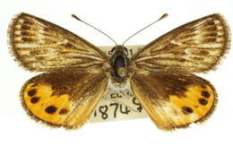 Image of Synemon collecta Swinhoe 1892