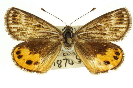 Image of Synemon collecta Swinhoe 1892