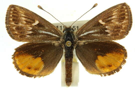 Image of Synemon collecta Swinhoe 1892