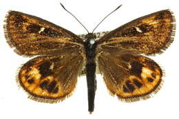 Image of Cossoidea