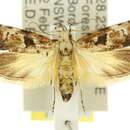 Image of Oncerozancla euopa Turner 1933