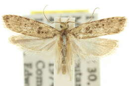 Image of Hemiarcha metableta Turner 1933