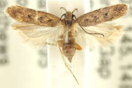 Image of Hemiarcha tetrasticta Turner 1919