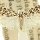Image of Hemiarcha bleptodes Turner 1919
