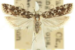 Image of Hemiarcha bleptodes Turner 1919