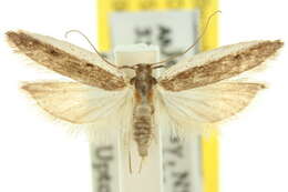 Image of Sphaleractis platyleuca Lower 1897