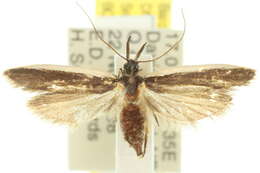 Image of Sphaleractis parasticta Meyrick 1904