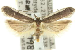 Image of Sphaleractis parasticta Meyrick 1904