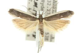 Image of Sphaleractis parasticta Meyrick 1904