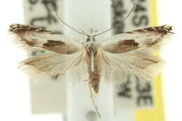 Image of Epibrontis hemichlaena Lower 1897