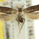 Image of Corynaea dilechria Turner 1919