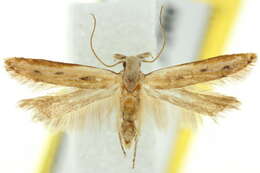 Image of <i>Brachyacma palpigera</i>