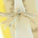 Image of Thiotricha chrysopa Meyrick 1904