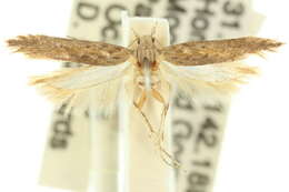 Слика од Phthorimaea
