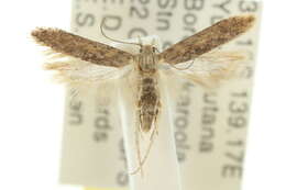 Слика од Phthorimaea