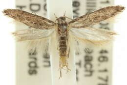 Слика од Phthorimaea