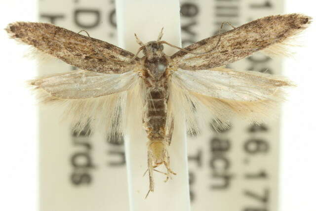 Слика од Phthorimaea