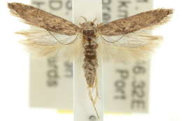 Слика од Phthorimaea
