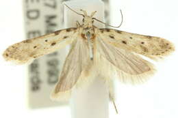 Image of <i>Ephysteris anthochra</i>