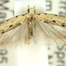 Image of Psoricoptera1 melanoptila