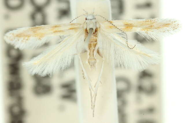 Image of Dorycnopa orthodesma Lower 1901