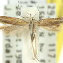 Image of Mesophleps mylicotis Meyrick 1904