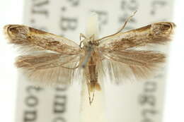 Image of Symbolistis argyromitra Meyrick 1904