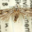 Image de Leptogeneia bicristata Meyrick 1904