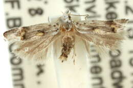 Imagem de Leptogeneia bicristata Meyrick 1904