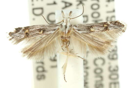 Image of Leptogeneia bicristata Meyrick 1904