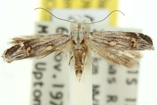 Imagem de Leptogeneia bicristata Meyrick 1904