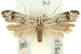 Imagem de Leptogeneia bicristata Meyrick 1904