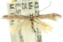 Image of <i>Epiphthora megalornis</i>