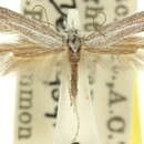 Image of <i>Epiphthora belonodes</i>